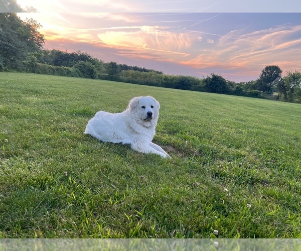 Medium Photo #6  Breeder Profile in SPRINGFIELD, OH, USA
