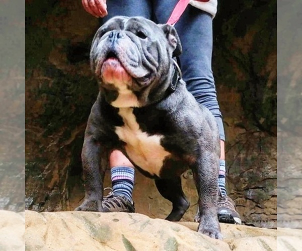 Medium Photo #1  Breeder Profile in MANSFIELD, OH, USA