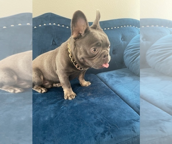 Medium Photo #21  Breeder Profile in BURBANK, CA, USA