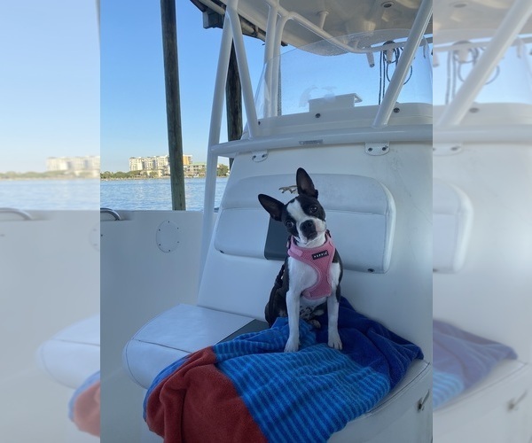Medium Photo #17  Breeder Profile in PARKERS LAKE, KY, USA