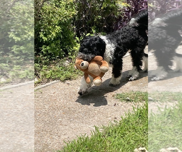 Medium Photo #44  Breeder Profile in BAYTOWN, TX, USA