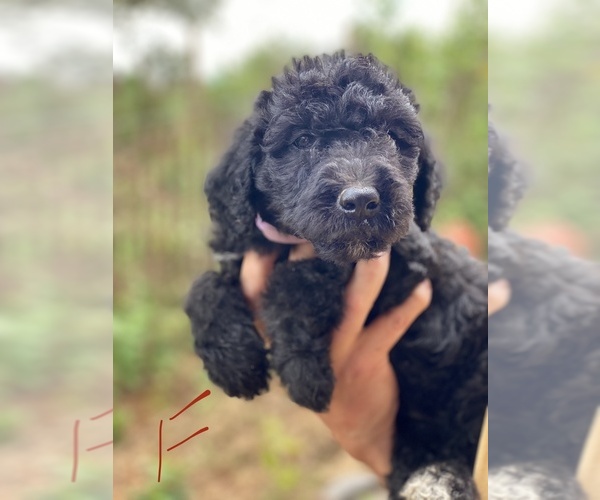 Medium Photo #5  Breeder Profile in STONY POINT, NC, USA
