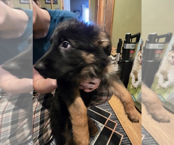 Medium Photo #10  Breeder Profile in LA FAYETTE, NY, USA