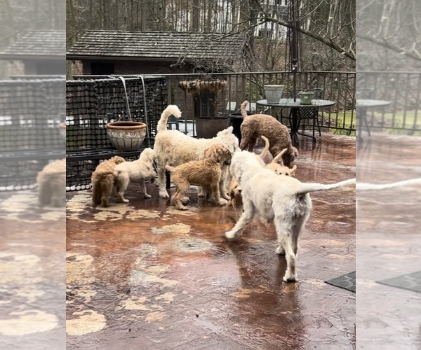 Medium Photo #16  Breeder Profile in CLEVELAND, OH, USA