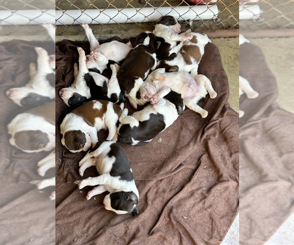 Medium Photo #11  Breeder Profile in CHATTANOOGA, TN, USA