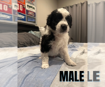 Small #1 Breeder Profile image