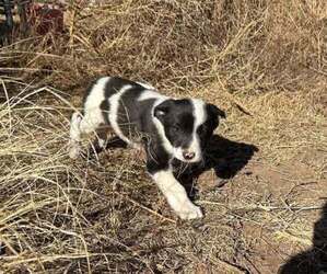 Border Collie Dog Breeder near TEXHOMA, OK, USA
