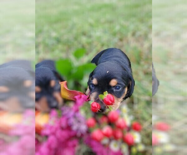 Medium Photo #1  Breeder Profile in CHOCTAW, OK, USA