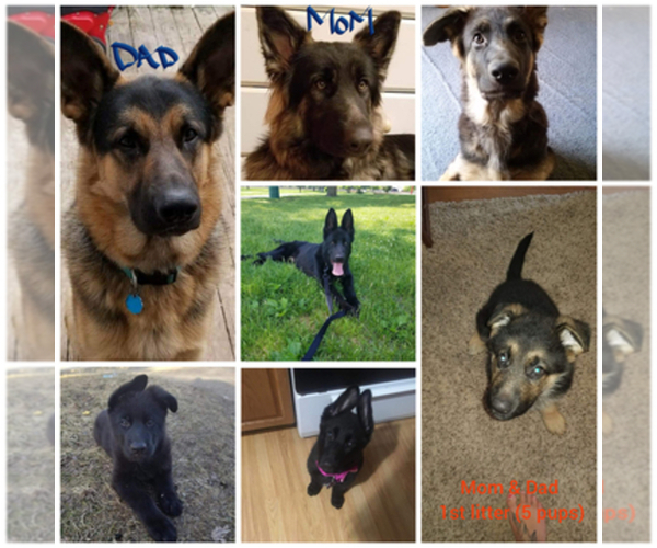Medium Photo #1  Breeder Profile in WALKERTON, IN, USA