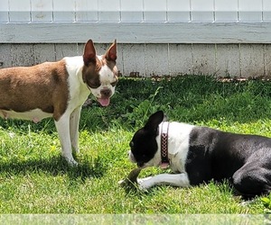 Boston Terrier Dog Breeder in WOOSTER,  USA