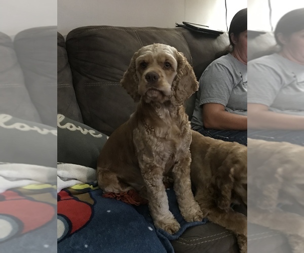 Medium Photo #1  Breeder Profile in RATCLIFF, AR, USA