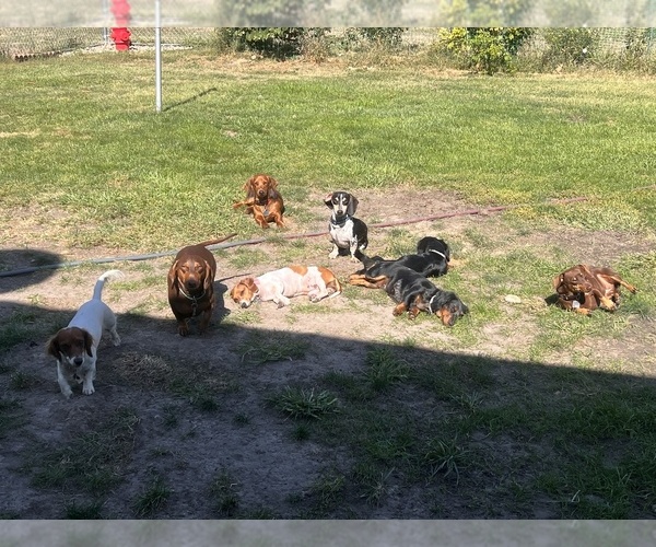 Medium Photo #1  Breeder Profile in ASHLAND, NE, USA