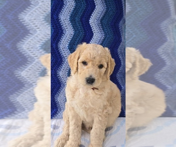 Medium Photo #7  Breeder Profile in BATTLE GROUND, WA, USA