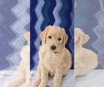 Small #6 Breeder Profile image