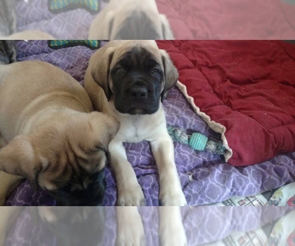Medium Photo #1  Breeder Profile in HAMBURG, PA, USA