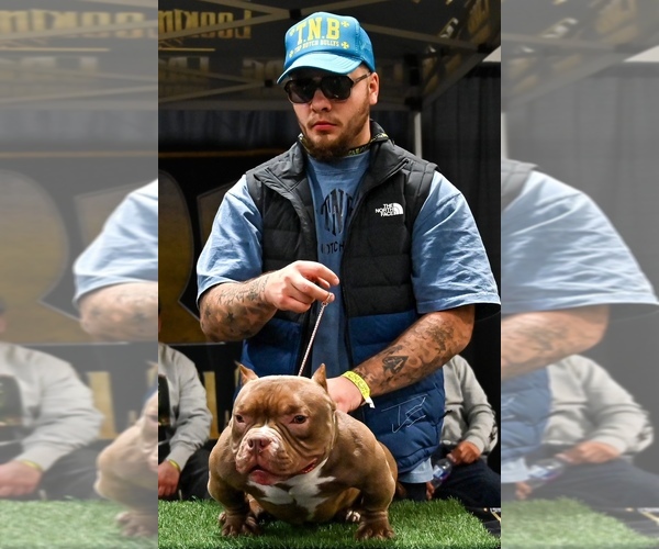 Medium Photo #1  Breeder Profile in WEST HOLLYWOOD, CA, USA