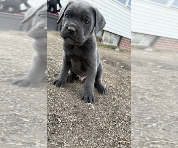 Medium Photo #10  Breeder Profile in STUART, IA, USA