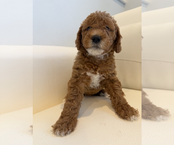 Medium Photo #9  Breeder Profile in THOUSAND OAKS, CA, USA