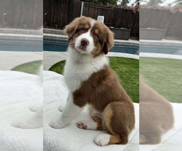 Medium Photo #9  Breeder Profile in PLACERVILLE, CA, USA