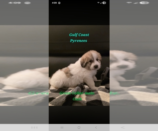 Medium Photo #3  Breeder Profile in BAY SAINT LOUIS, MS, USA