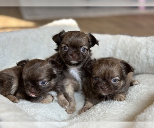 Chihuahua Dog Breeder near BEAUMONT, TX, USA