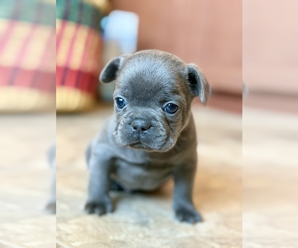 Medium Photo #2  Breeder Profile in MANTECA, CA, USA