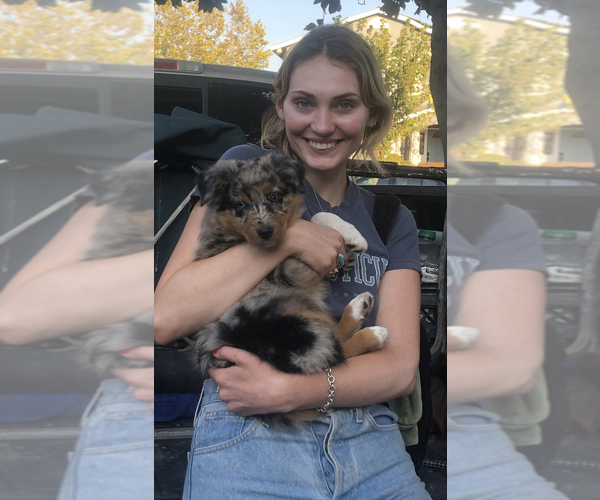 Medium Photo #52  Breeder Profile in SUNNYVALE, CA, USA