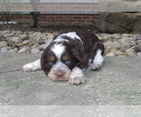 Medium Photo #1  Breeder Profile in ATWATER, OH, USA
