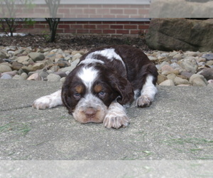 English Springer Spaniel Dog Breeder near ATWATER, OH, USA