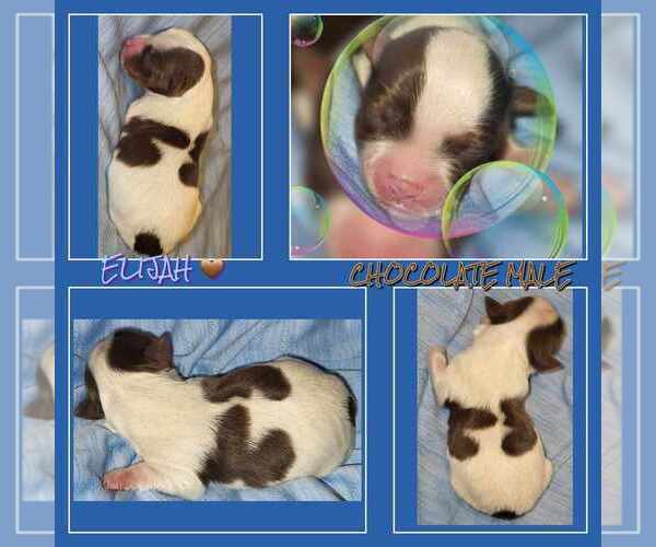 Medium Photo #22  Breeder Profile in FT WORTH, TX, USA