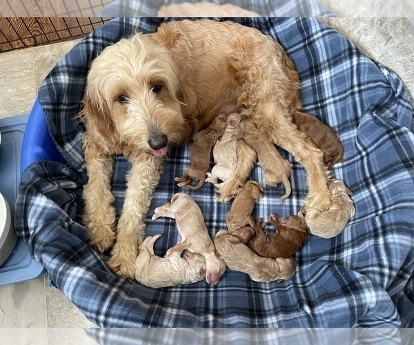 Medium Photo #1  Breeder Profile in DELAWARE, OH, USA