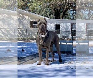 Cane Corso Dog Breeder near SAN ANTONIO, TX, USA