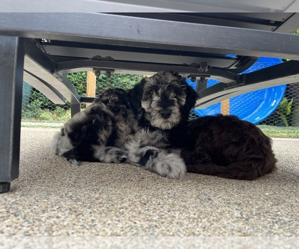 Medium Photo #10  Breeder Profile in SAN JUAN CAPISTRANO, CA, USA