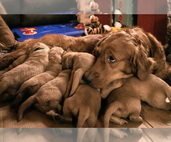Medium Photo #7  Breeder Profile in MOREHEAD, KY, USA