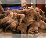 Small #6 Breeder Profile image