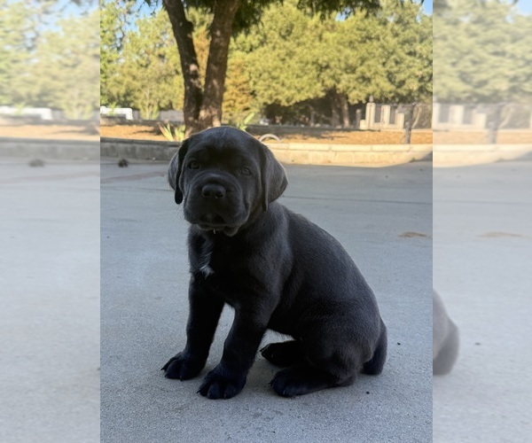 Medium Photo #6  Breeder Profile in BEAUMONT, CA, USA