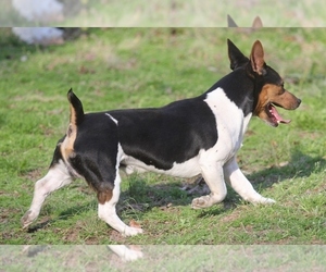 Teddy Roosevelt Terrier Dog Breeder near CUMMING, GA, USA