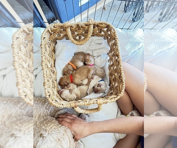 Medium Photo #1  Breeder Profile in ENTERPRISE, AL, USA