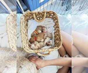 Goldendoodle Dog Breeder near ENTERPRISE, AL, USA