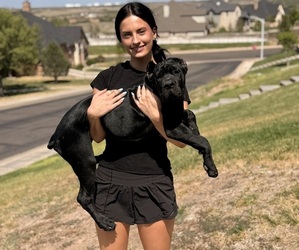 Cane Corso Dog Breeder near AMARILLO, TX, USA