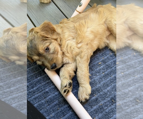 Medium Photo #8  Breeder Profile in CORVALLIS, OR, USA