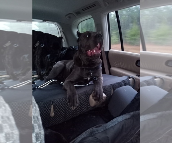 Medium Photo #18  Breeder Profile in REEVESVILLE, SC, USA