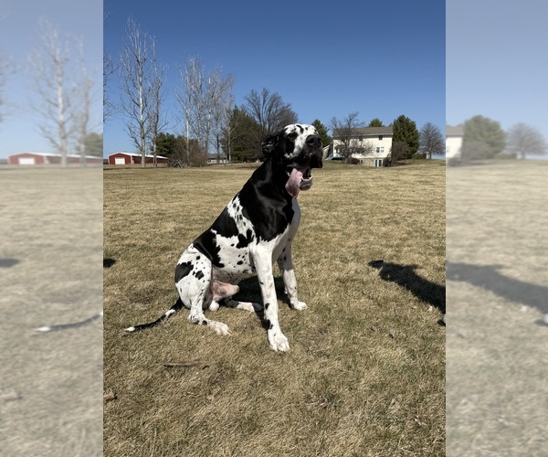Medium Photo #5  Breeder Profile in HALLETTSVILLE, TX, USA