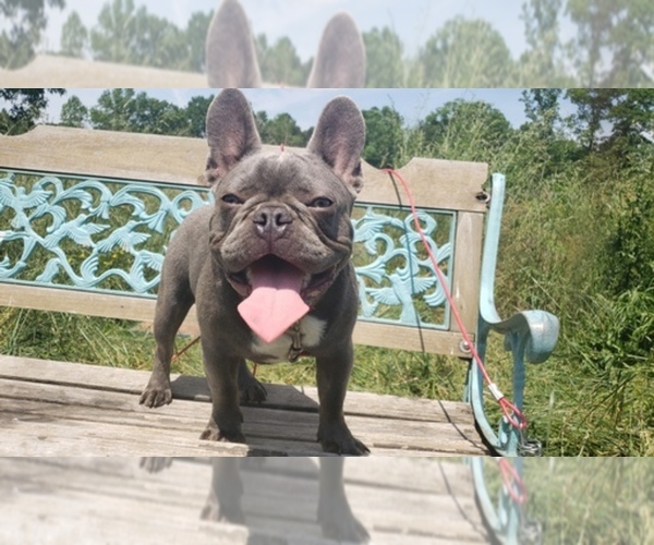 Medium Photo #1  Breeder Profile in DALTON, GA, USA
