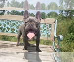 Small breeder photo