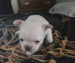 Small #4 Breeder Profile image