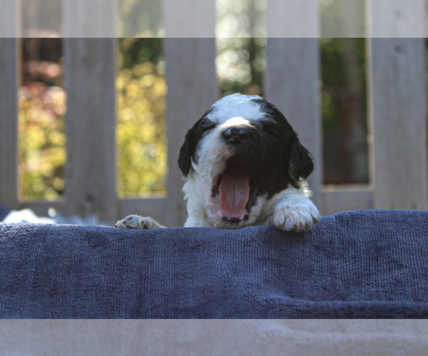 Medium Photo #1  Breeder Profile in PELL CITY, AL, USA