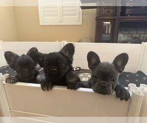 French Bulldog Dog Breeder near MANTECA, CA, USA