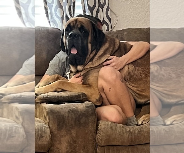 Medium Photo #6  Breeder Profile in ENID, OK, USA