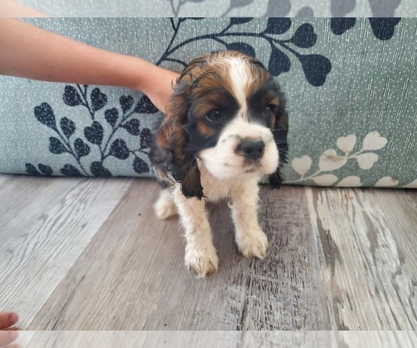 Medium Photo #2  Breeder Profile in MESA, AZ, USA